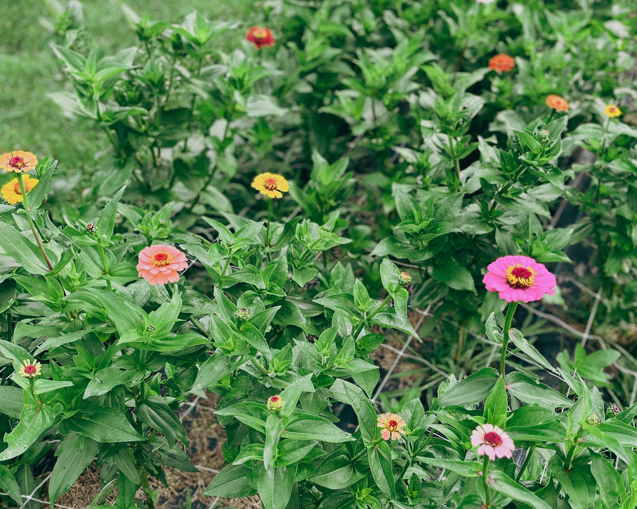 Locally Grown Flowers at a U-Pick Flower Farm in the Ottawa Valley