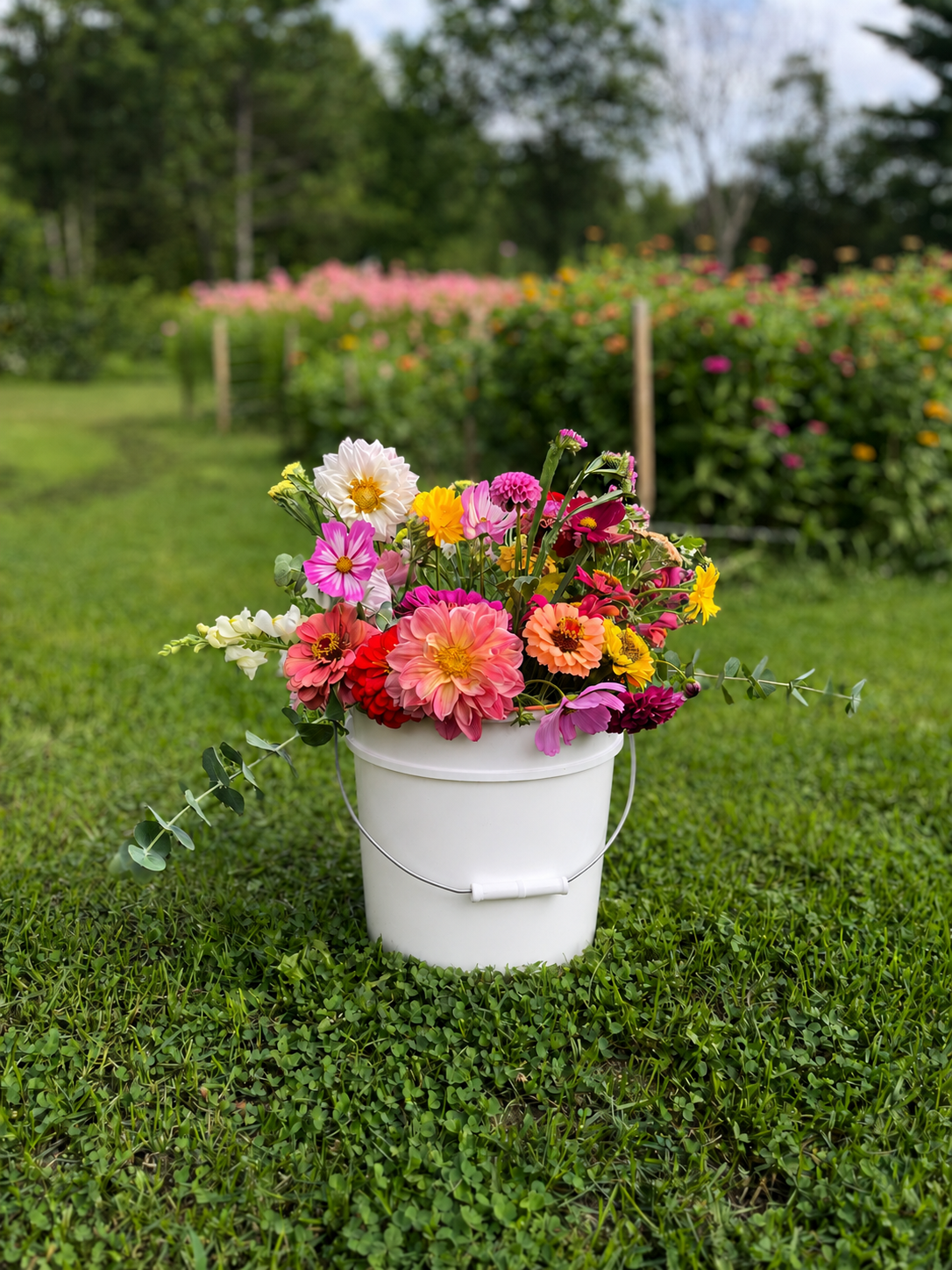 u pick flowers